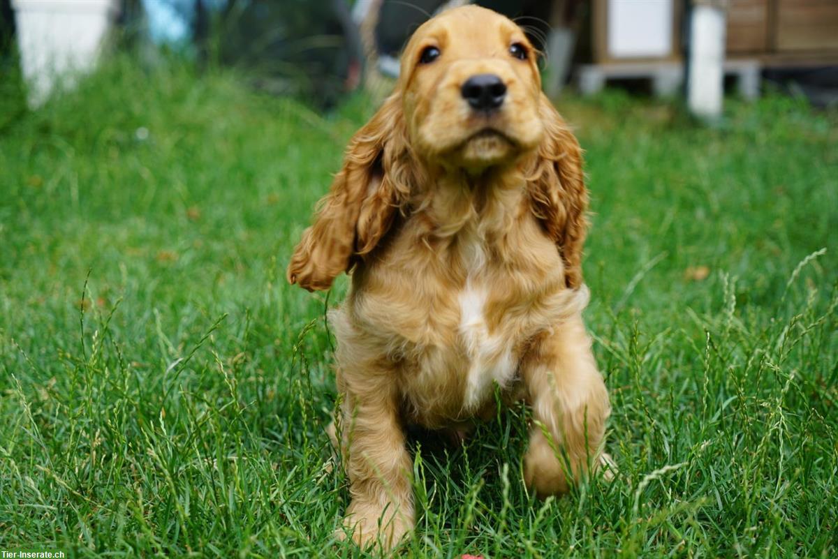 Bild 9: Englisch Cocker Spaniel Welpen in Gold