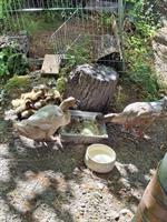 Junge Khaki Campbell Enten zu verkaufen