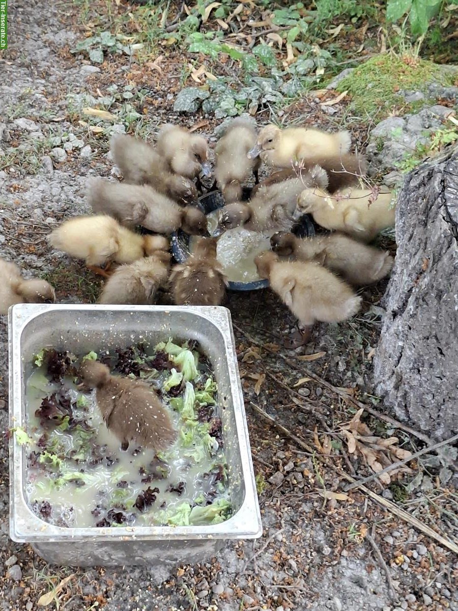 Bild 2: Junge Khaki Campbell Enten zu verkaufen