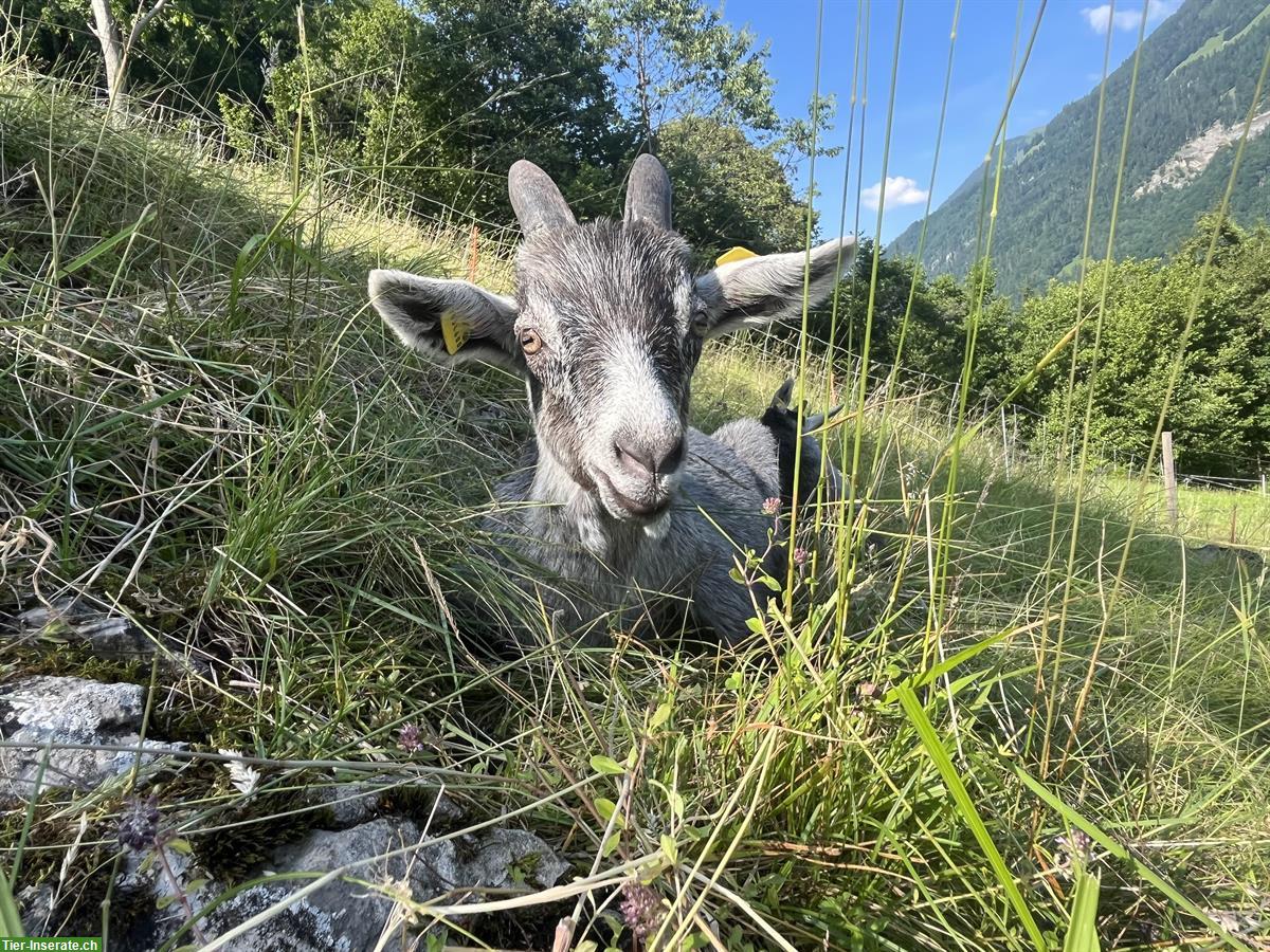 Bild 2: Capra Grigia Ziegenböckli zu verkaufen