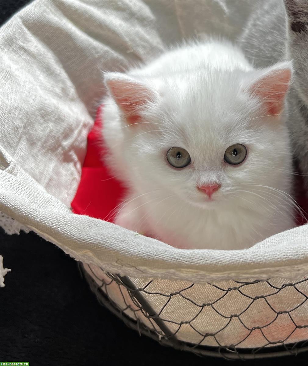 BKH Kitten weiss kein blau