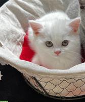 BKH Kitten weiss kein blau