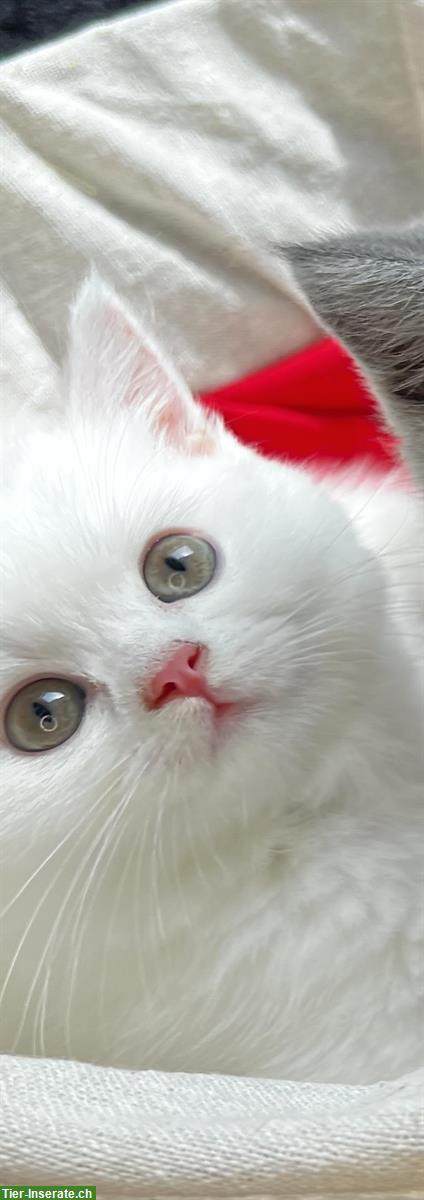 Bild 3: BKH Kitten weiss kein blau