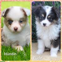 Zauberhafte Toy Aussie, Mini Aussie Welpen