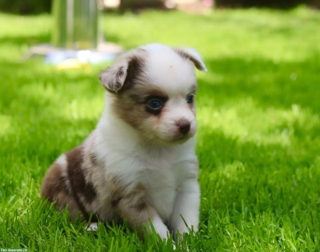 Bild 3: Zauberhafte Toy Aussie, Mini Aussie Welpen