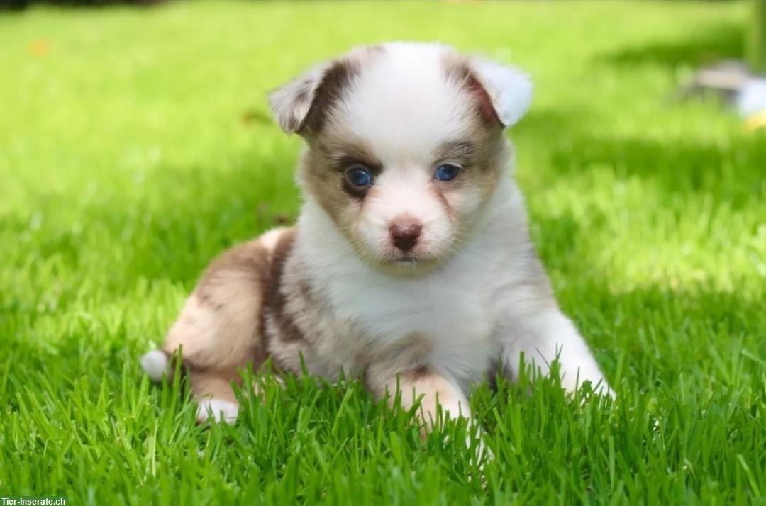 Bild 4: Zauberhafte Toy Aussie, Mini Aussie Welpen
