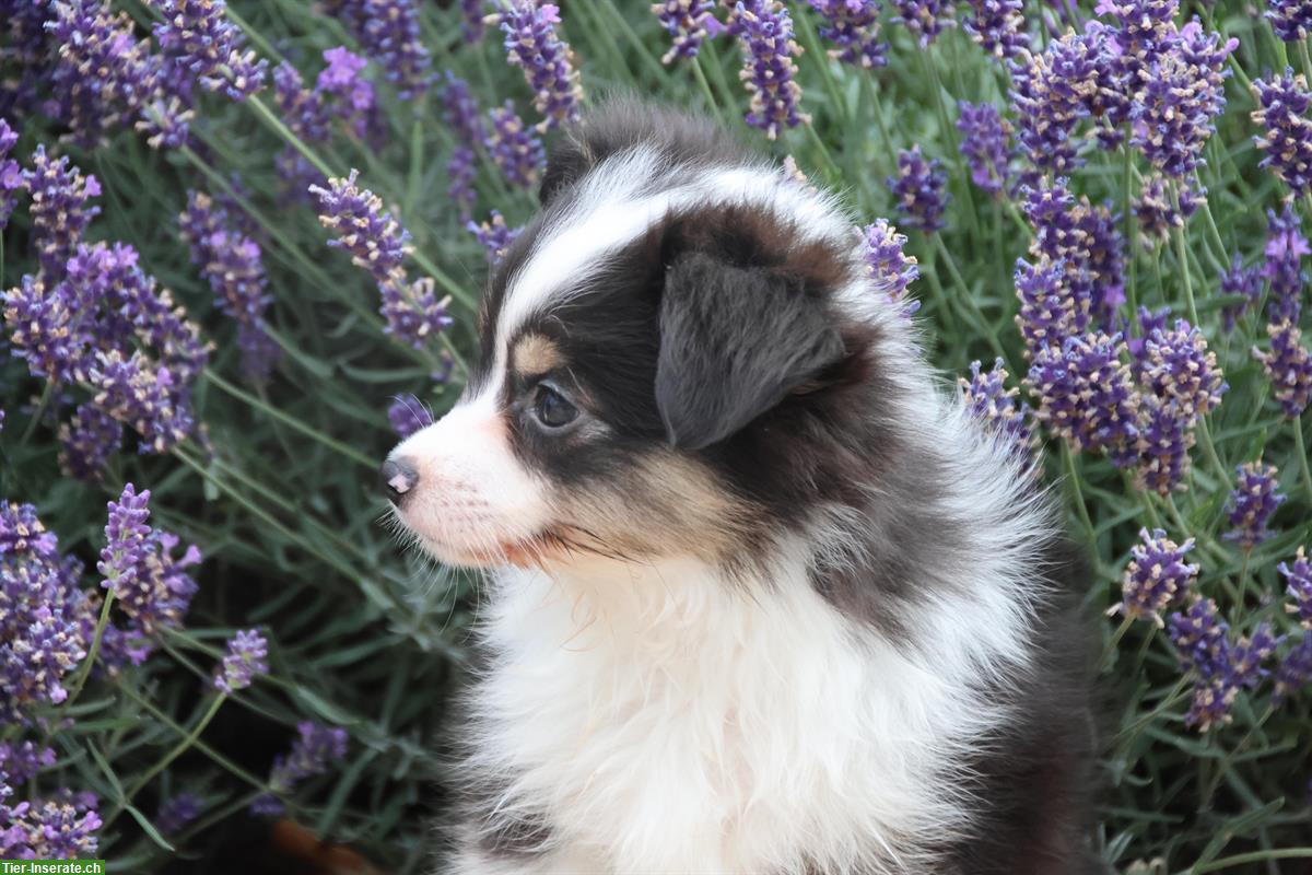 Bild 5: Zauberhafte Toy Aussie, Mini Aussie Welpen