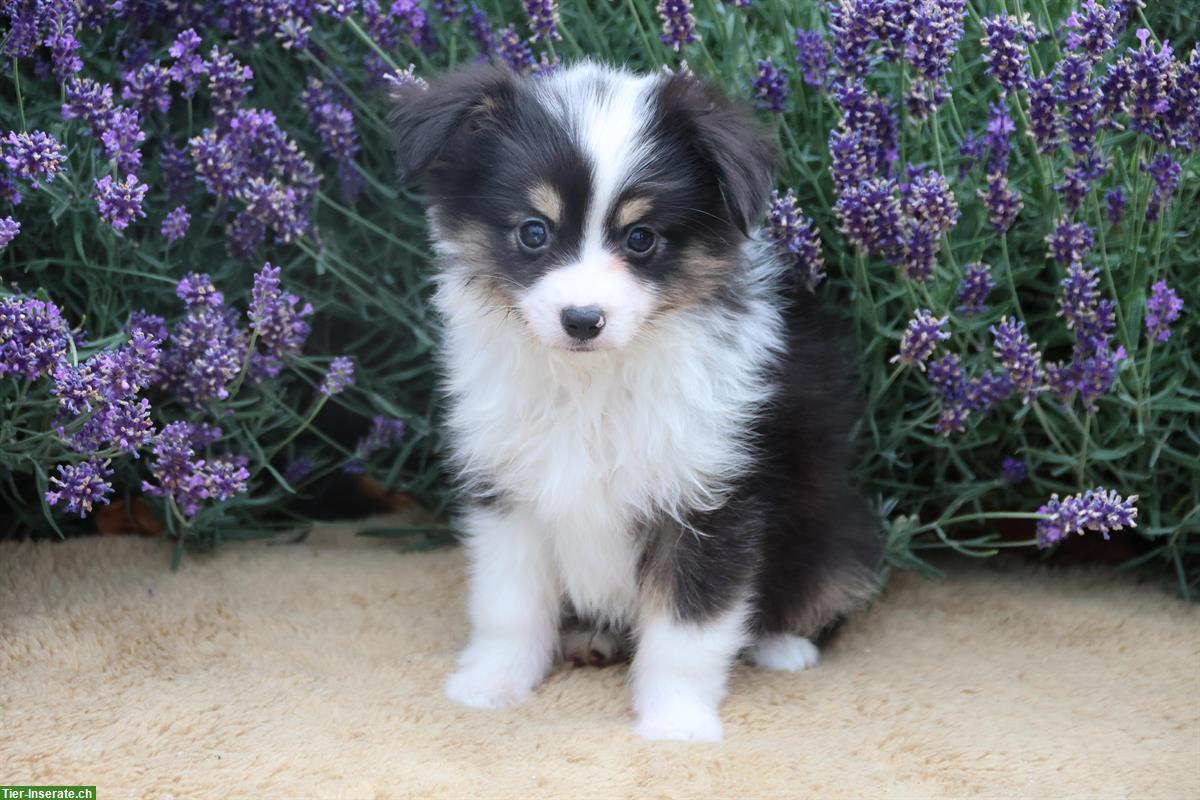 Bild 6: Zauberhafte Toy Aussie, Mini Aussie Welpen