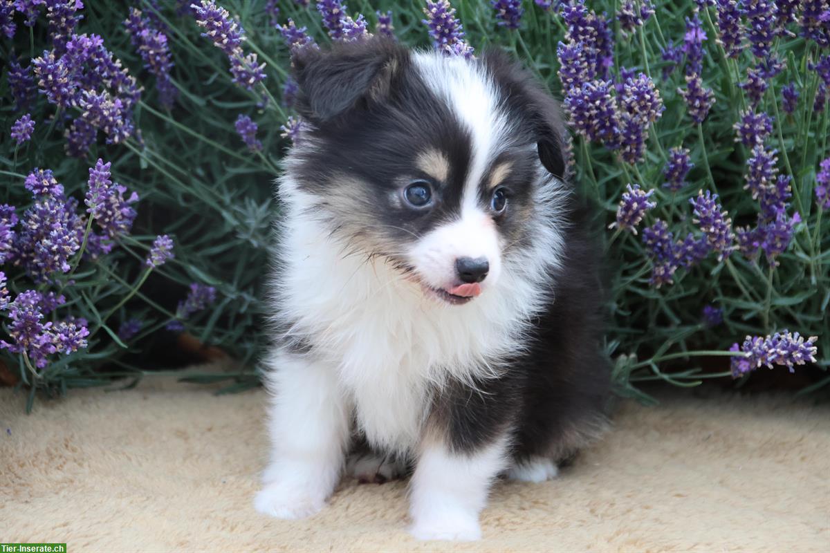 Bild 7: Zauberhafte Toy Aussie, Mini Aussie Welpen