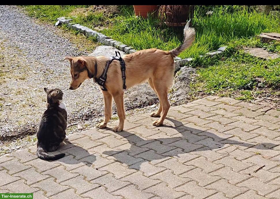 Bild 3: Hundebetreuung mit Herz ❤️ Lostorf SO