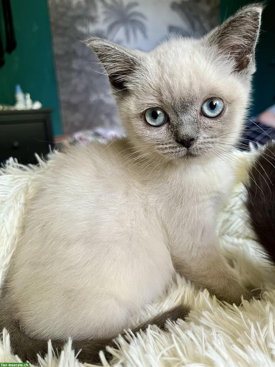 BKH Kitten Mädchen in seal und blue point