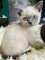 BKH Kitten Mädchen in seal und blue point