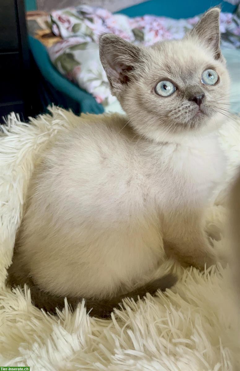 Bild 2: BKH Kitten Mädchen in seal und blue point