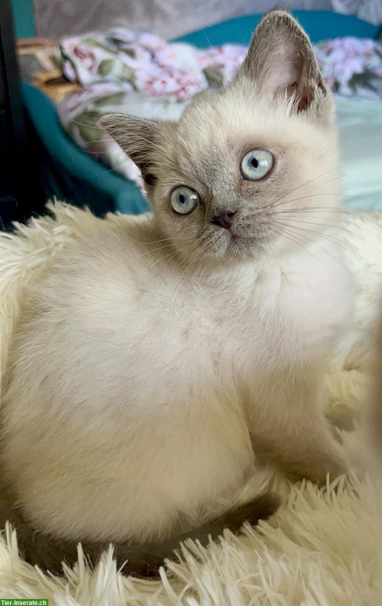 Bild 3: BKH Kitten Mädchen in seal und blue point