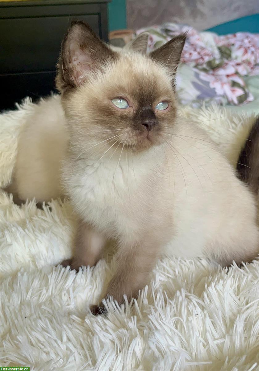 Bild 5: BKH Kitten Mädchen in seal und blue point