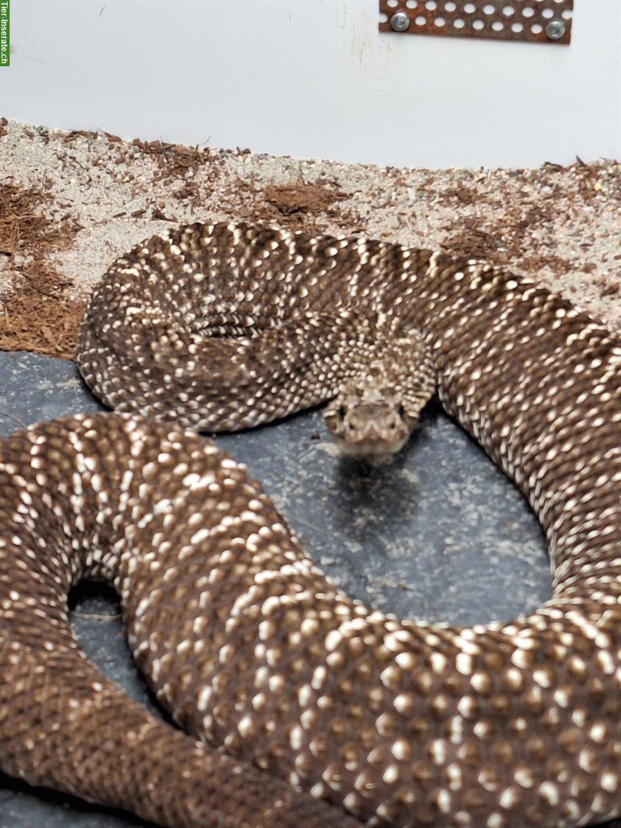 1.0 Crotalus vegrandis, Uracoan-Klapperschlange