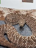 1.0 Crotalus vegrandis, Uracoan-Klapperschlange
