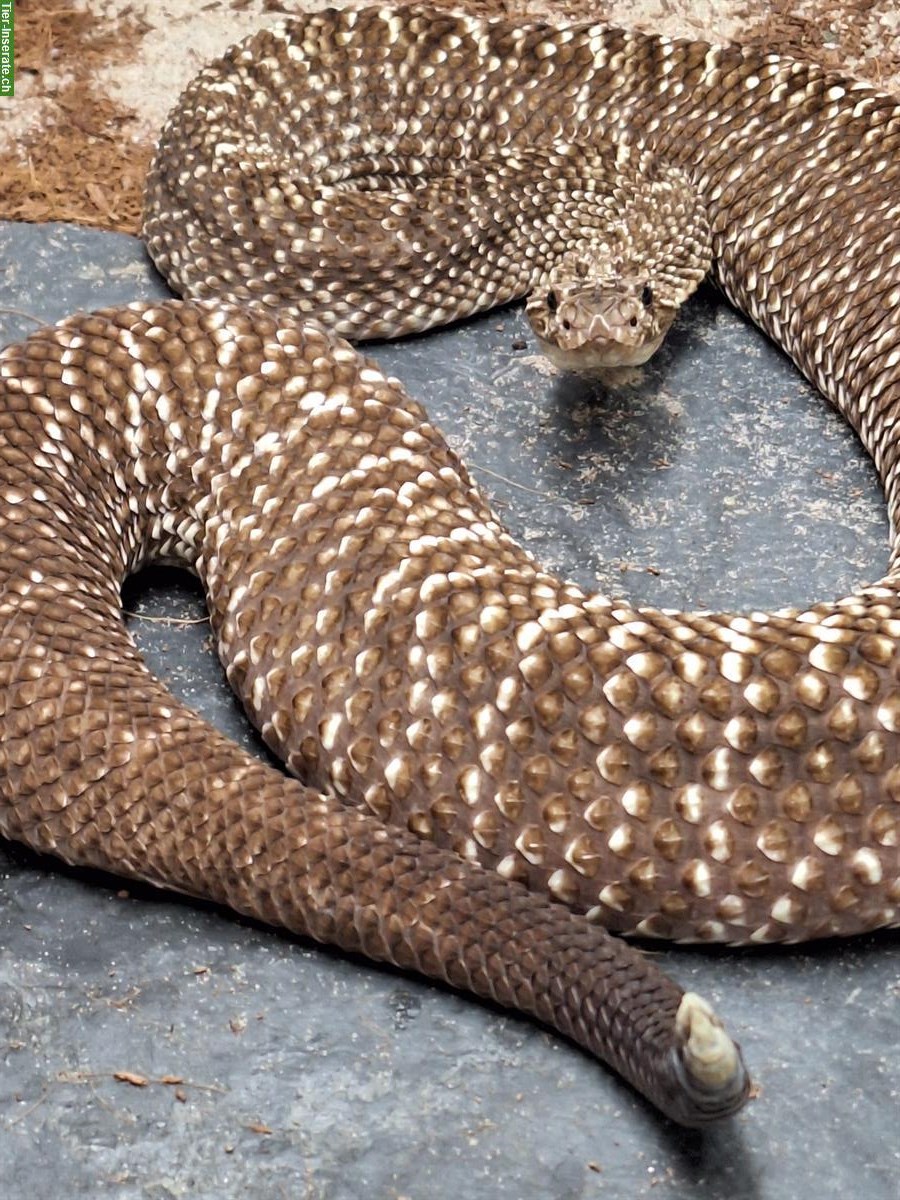Bild 2: 1.0 Crotalus vegrandis, Uracoan-Klapperschlange