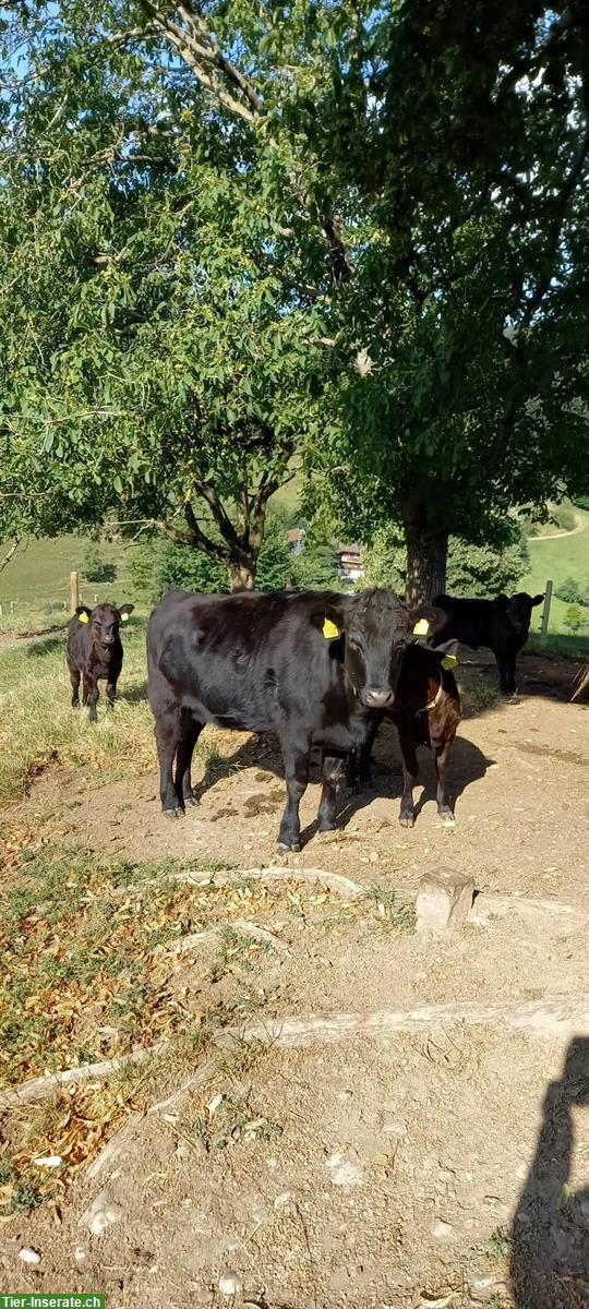 Dexter Rind schwarz aus Anbindehaltung