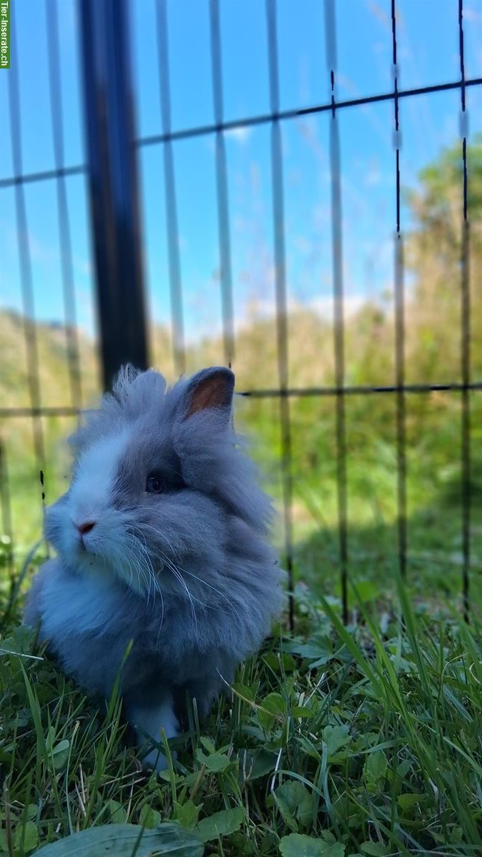 Bild 2: Löwenkopf Zwergkaninchen Deckböckli