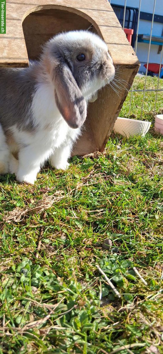 Bild 4: Löwenkopf & Minilop Deckböckli