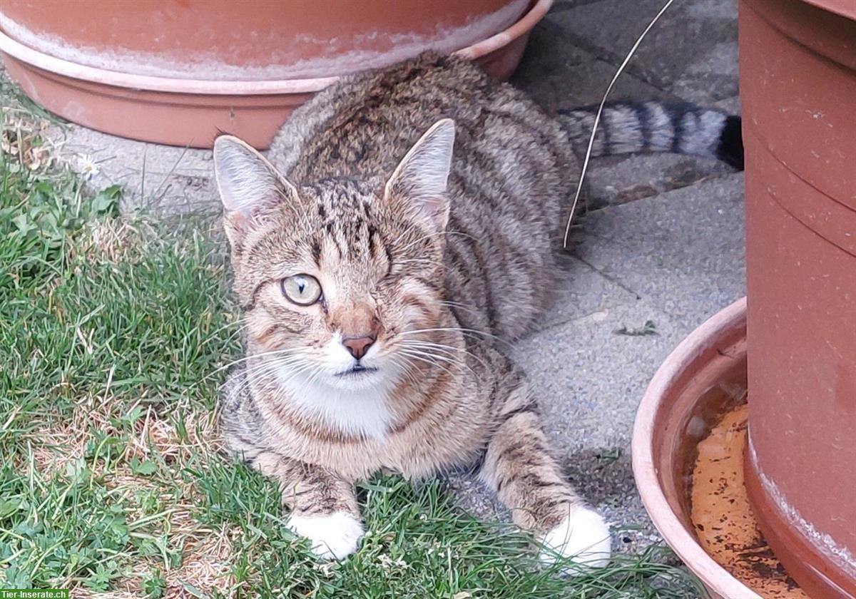 Bild 2: Katze vermisst in 3173 Oberwangen bei Bern
