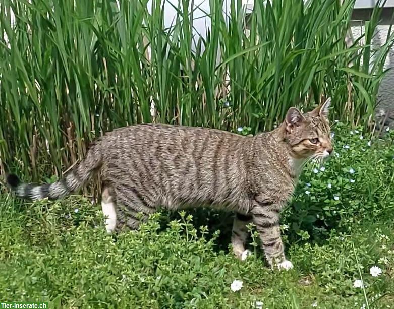 Bild 3: Katze vermisst in 3173 Oberwangen bei Bern