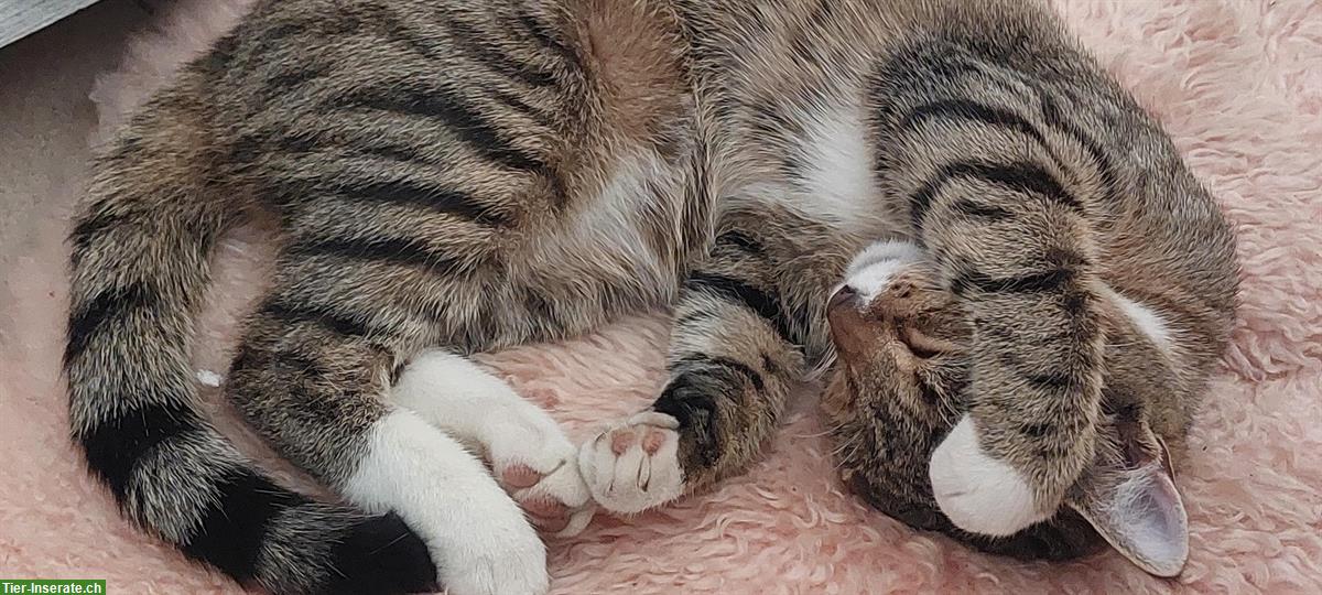 Bild 4: Katze vermisst in 3173 Oberwangen bei Bern