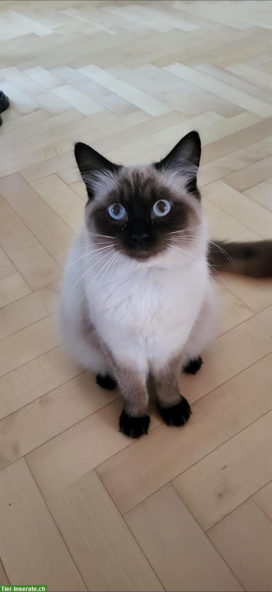 Neva Masquarade Kater mit Zubehör