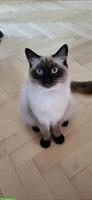 Neva Masquarade Kater mit Zubehör