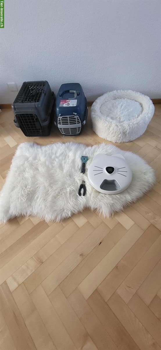 Bild 3: Neva Masquarade Kater mit Zubehör