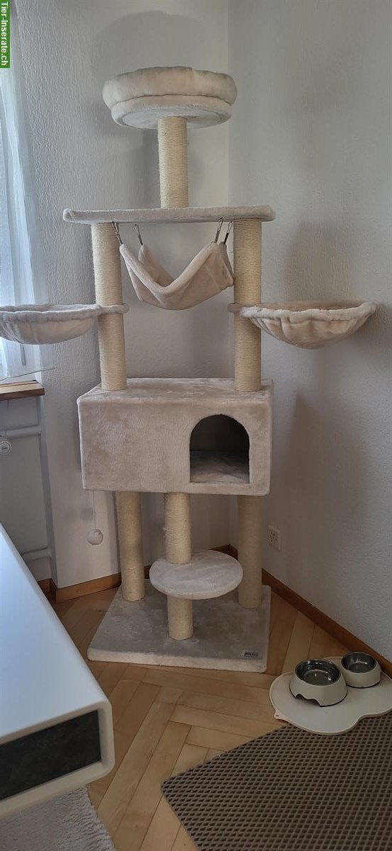 Bild 4: Neva Masquarade Kater mit Zubehör