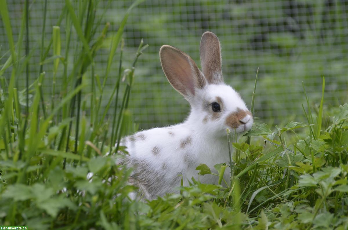 Bild 3: Plätzli gsuecht für junge Kaninchen