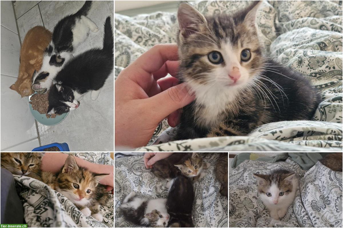 Kitten Vermittlung | Kätzchen vom Bauernhof