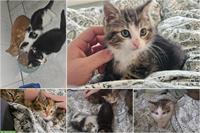 Kitten Vermittlung | Kätzchen vom Bauernhof