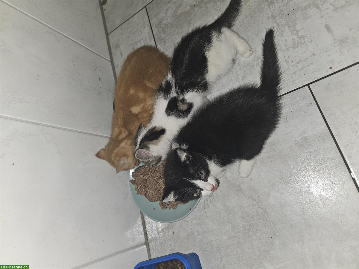 Bild 2: Kitten Vermittlung | Kätzchen vom Bauernhof
