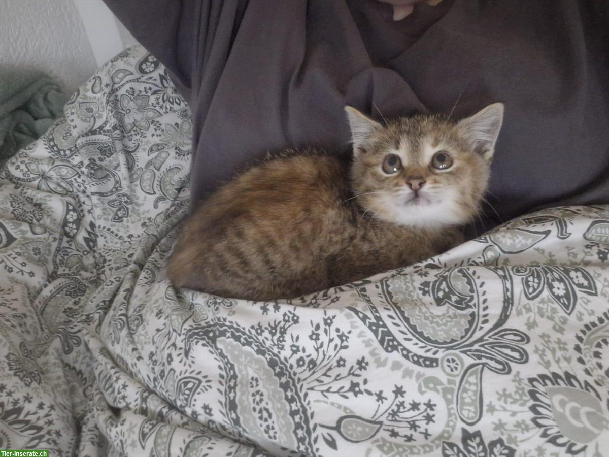 Bild 3: Kitten Vermittlung | Kätzchen vom Bauernhof
