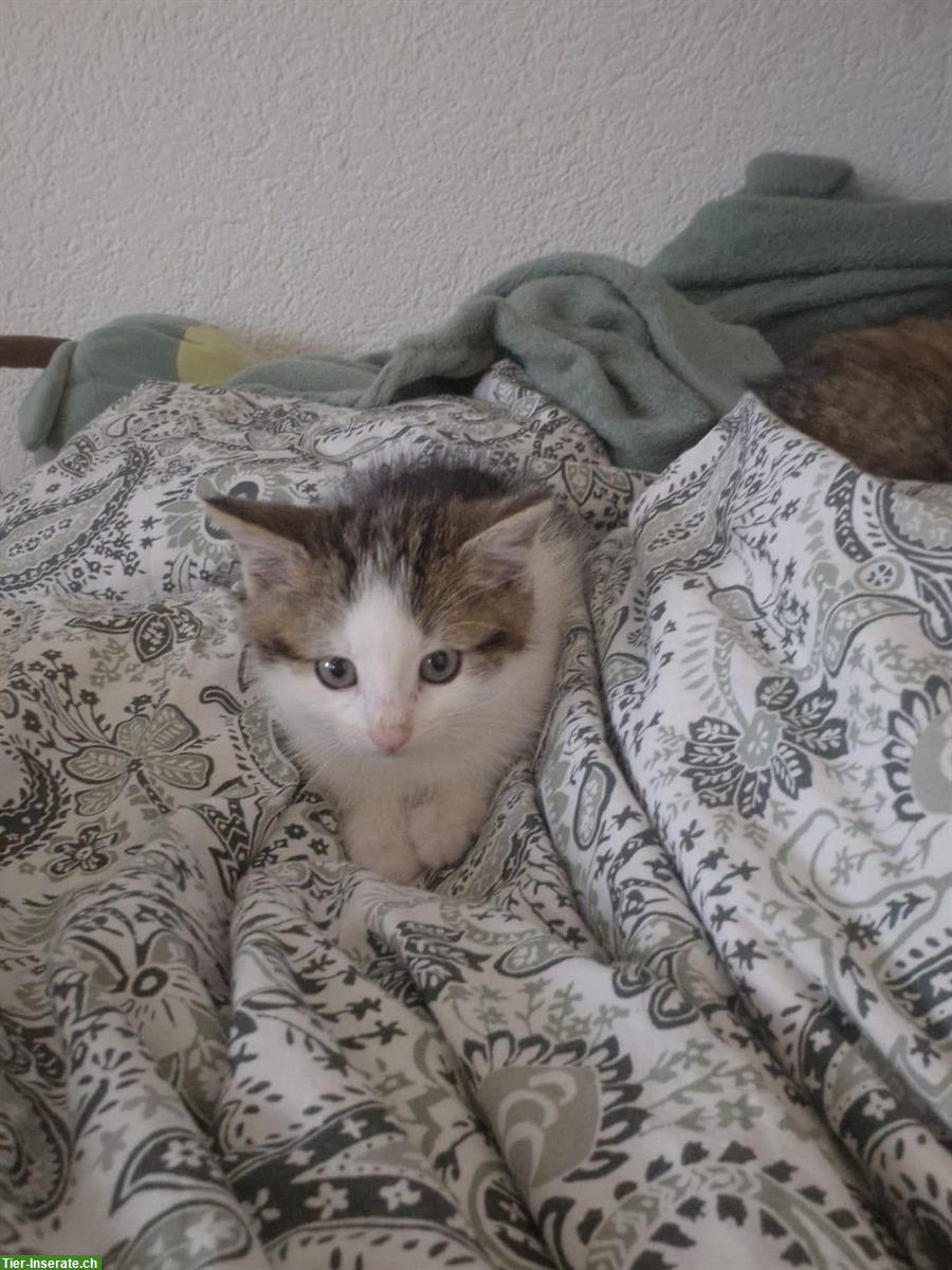 Bild 4: Kitten Vermittlung | Kätzchen vom Bauernhof