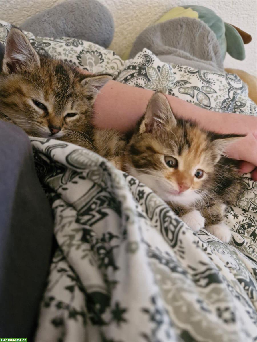 Bild 5: Kitten Vermittlung | Kätzchen vom Bauernhof