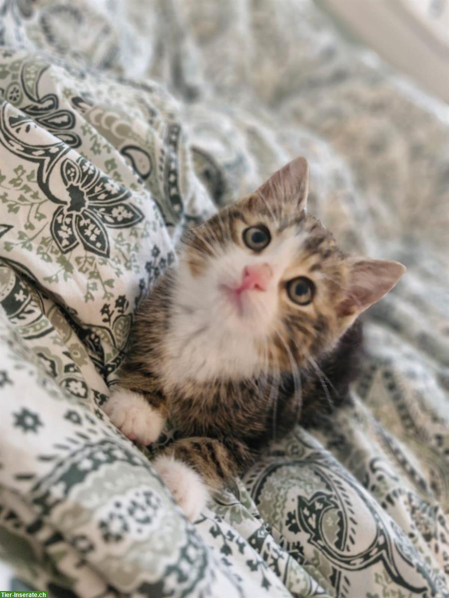 Bild 6: Kitten Vermittlung | Kätzchen vom Bauernhof
