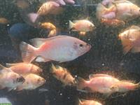 Red Tilapia Zucht