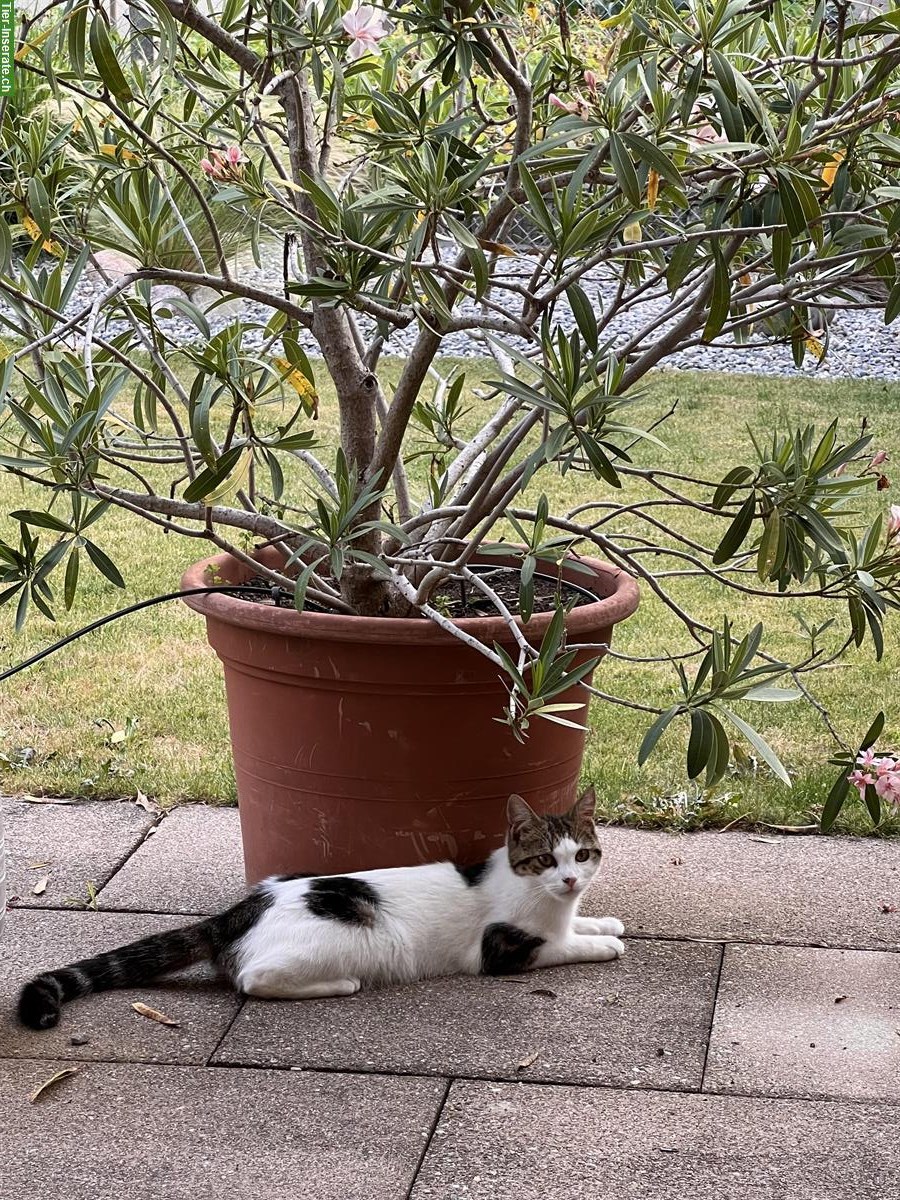 Temperamentvoller Jungkater kastriert sucht ein Zuhause