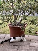 Temperamentvoller Jungkater kastriert sucht ein Zuhause