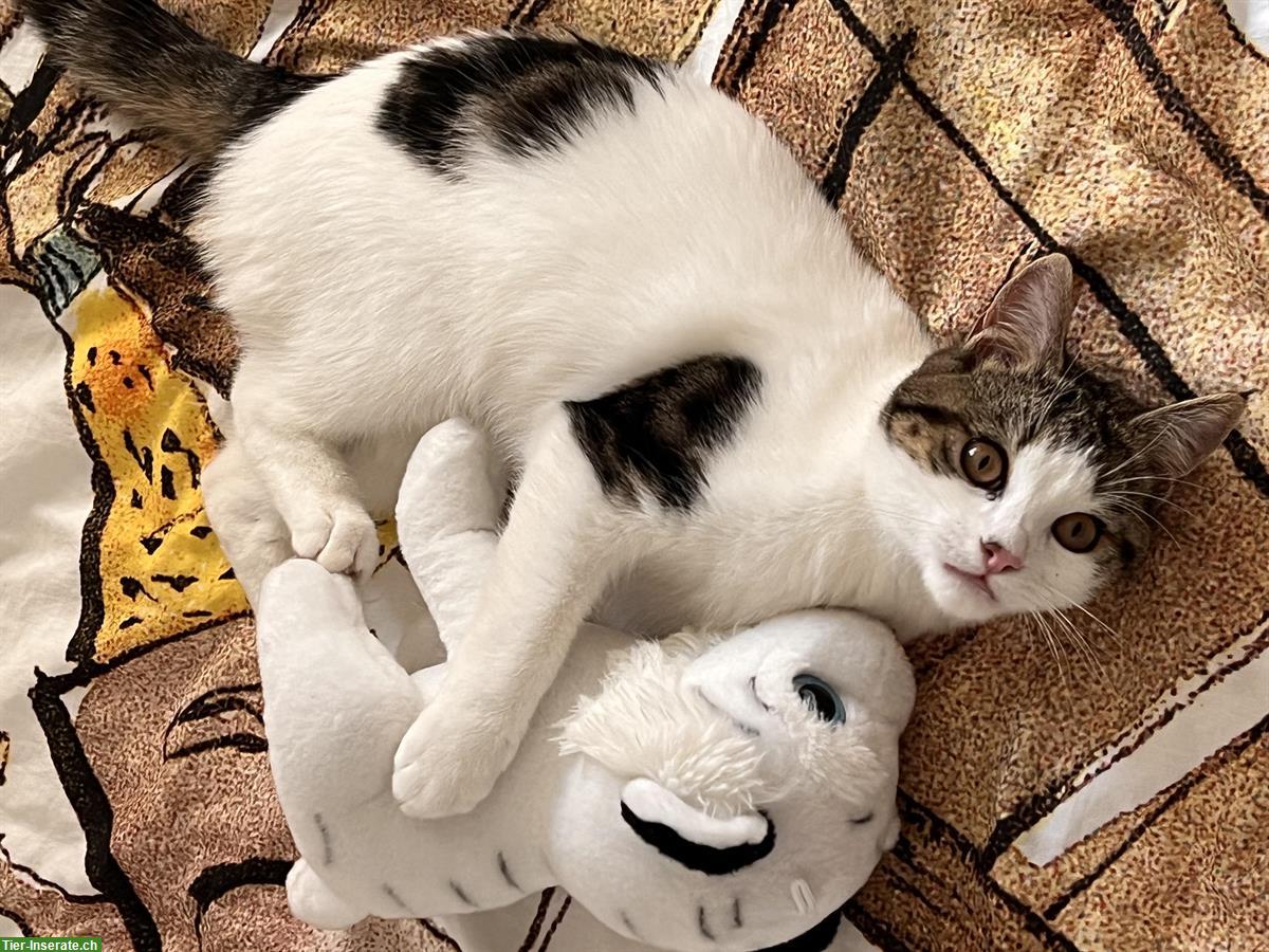 Bild 2: Temperamentvoller Jungkater kastriert sucht ein Zuhause