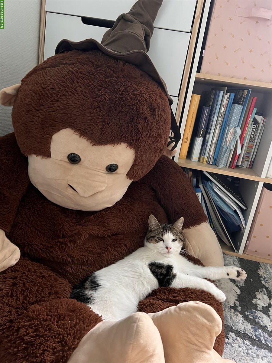 Bild 3: Temperamentvoller Jungkater kastriert sucht ein Zuhause