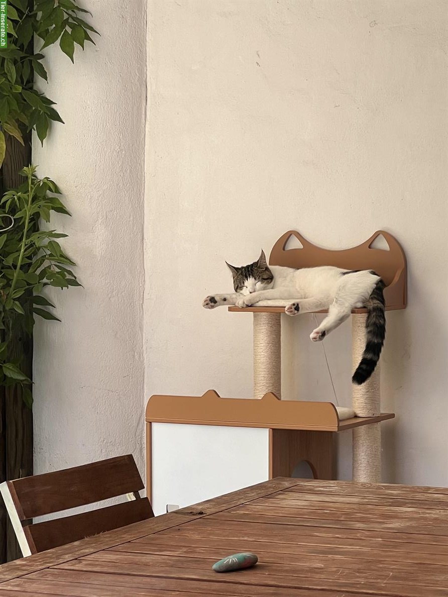 Bild 4: Temperamentvoller Jungkater kastriert sucht ein Zuhause
