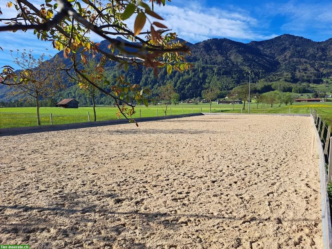 Bild 8: Offenstallplatz frei für herdentaugliche Stute in Benken SG