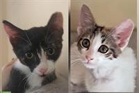 Katzen Tiffany & Alba: in letzter Minute gerettet