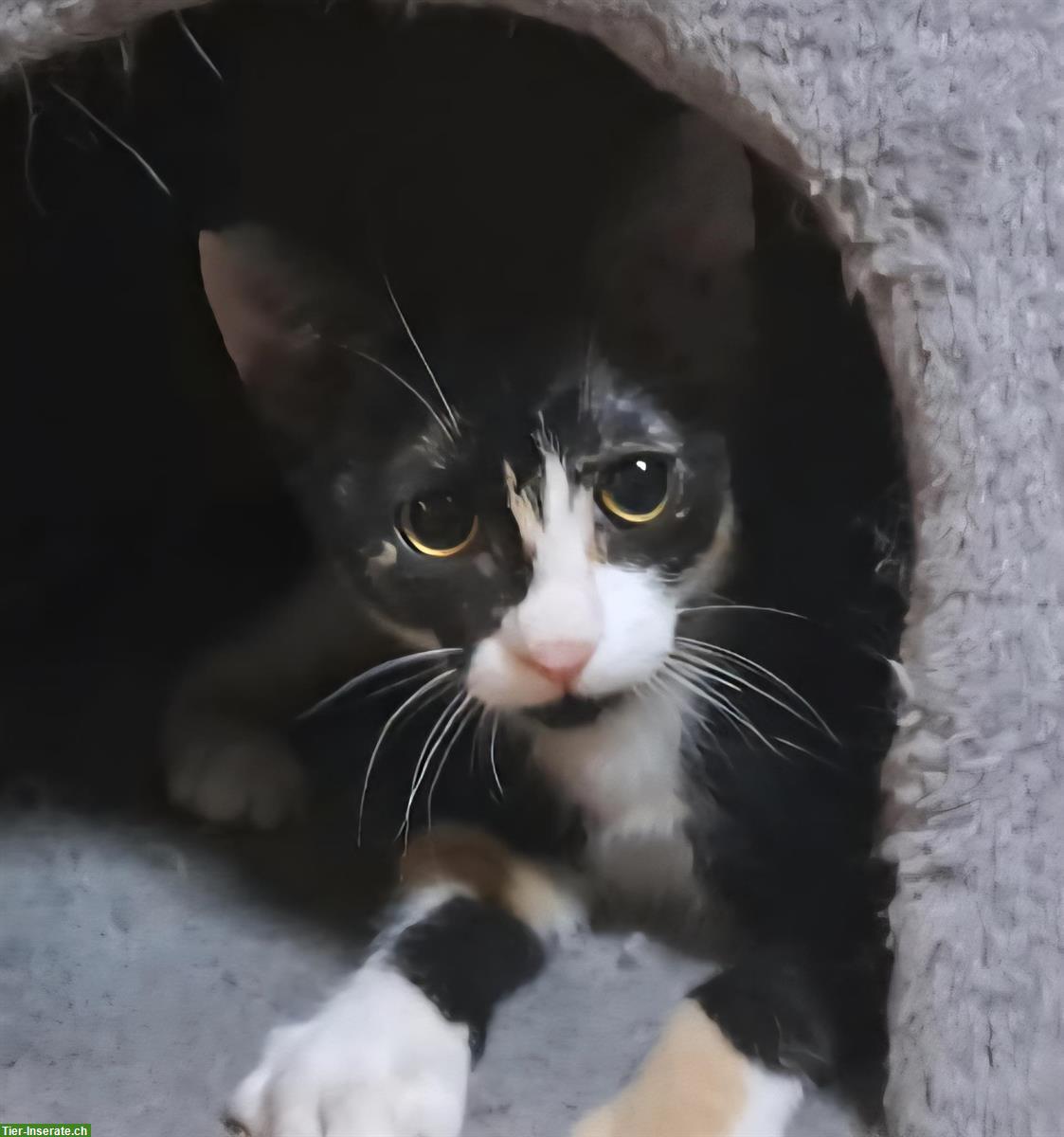 Bild 2: Katzen Tiffany & Alba: in letzter Minute gerettet