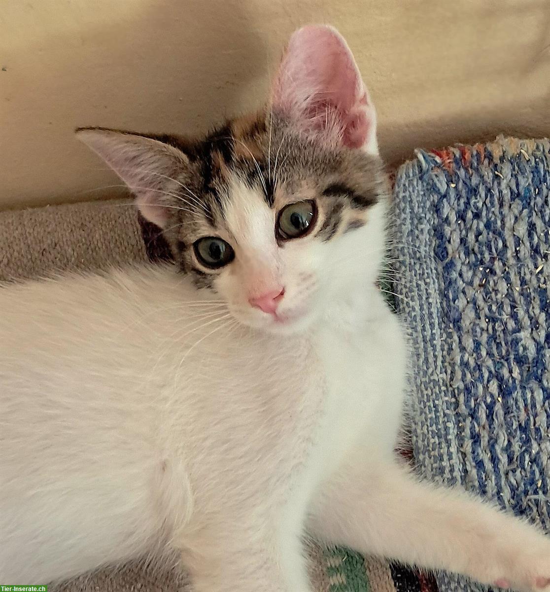 Bild 3: Katzen Tiffany & Alba: in letzter Minute gerettet